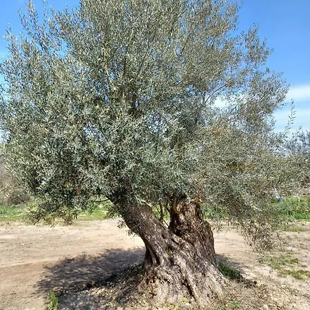 Eleonas 2, Lygia Λυγιά