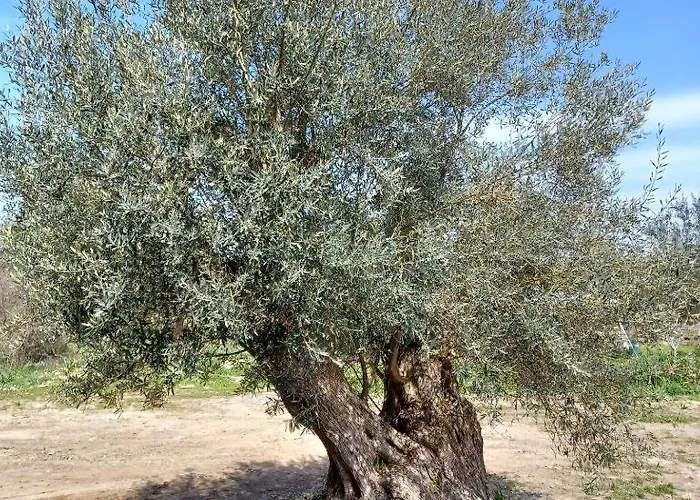 Eleonas 2, Lygia Λυγιά